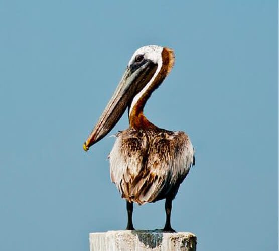 短信轰机轰炸app下载