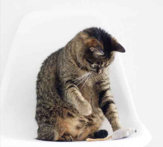 短信轰机轰炸app下载